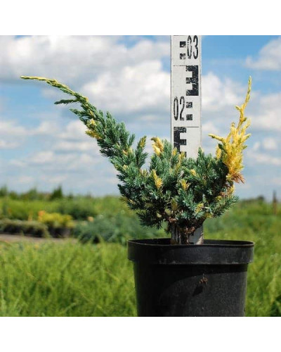 Ялівець лускатий Голден Флейм | Juniperus squamata Golden Flame | Можжевельник чешуйчатый Голден Флейм
