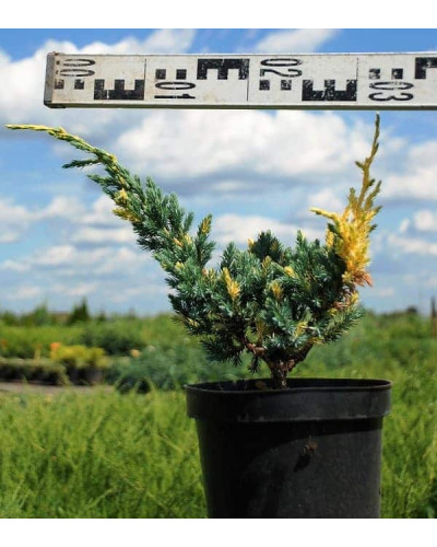 Ялівець лускатий Голден Флейм | Juniperus squamata Golden Flame | Можжевельник чешуйчатый Голден Флейм