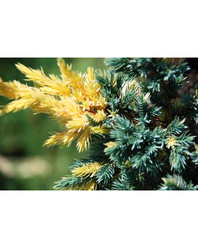 Ялівець лускатий Голден Флейм | Juniperus squamata Golden Flame | Можжевельник чешуйчатый Голден Флейм