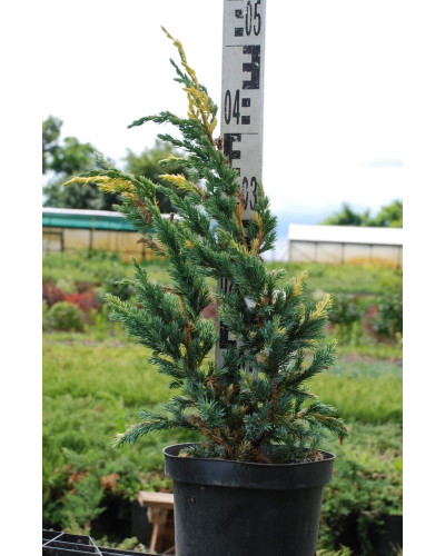 Ялівець лускатий Голден Флейм | Juniperus squamata Golden Flame | Можжевельник чешуйчатый Голден Флейм