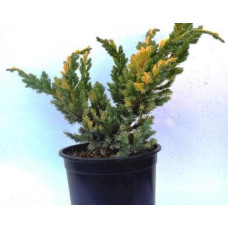 Ялівець лускатий Голден Флейм | Juniperus squamata Golden Flame | Можжевельник чешуйчатый Голден Флейм