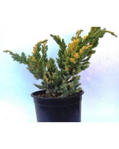 Ялівець лускатий Голден Флейм | Juniperus squamata Golden Flame | Можжевельник чешуйчатый Голден Флейм
