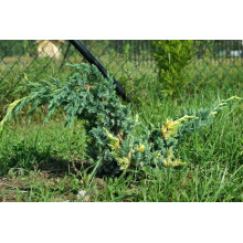 Ялівець лускатий Голден Флейм | Juniperus squamata Golden Flame | Можжевельник чешуйчатый Голден Флейм