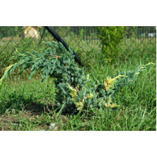Ялівець лускатий Голден Флейм | Juniperus squamata Golden Flame | Можжевельник чешуйчатый Голден Флейм