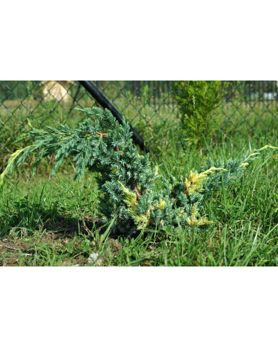 Ялівець лускатий Голден Флейм | Juniperus squamata Golden Flame | Можжевельник чешуйчатый Голден Флейм