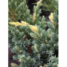 Ялівець лускатий Голден Флейм | Juniperus squamata Golden Flame | Можжевельник чешуйчатый Голден Флейм