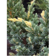 Ялівець лускатий Голден Флейм | Juniperus squamata Golden Flame | Можжевельник чешуйчатый Голден Флейм