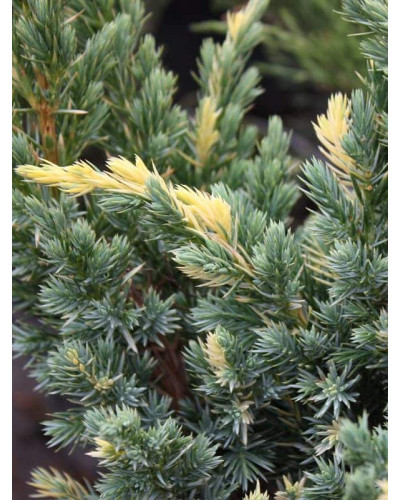 Ялівець лускатий Голден Флейм | Juniperus squamata Golden Flame | Можжевельник чешуйчатый Голден Флейм