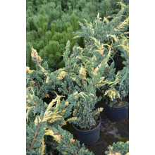 Ялівець лускатий Голден Флейм | Juniperus squamata Golden Flame | Можжевельник чешуйчатый Голден Флейм