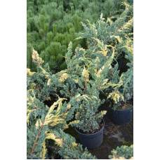 Ялівець лускатий Голден Флейм | Juniperus squamata Golden Flame | Можжевельник чешуйчатый Голден Флейм