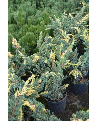 Ялівець лускатий Голден Флейм | Juniperus squamata Golden Flame | Можжевельник чешуйчатый Голден Флейм