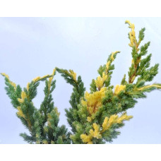 Ялівець лускатий Голден Флейм | Juniperus squamata Golden Flame | Можжевельник чешуйчатый Голден Флейм