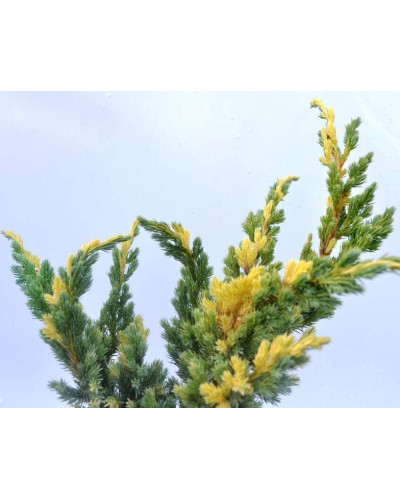 Ялівець лускатий Голден Флейм | Juniperus squamata Golden Flame | Можжевельник чешуйчатый Голден Флейм