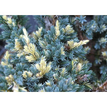 Ялівець лускатий Голден Флейм | Juniperus squamata Golden Flame | Можжевельник чешуйчатый Голден Флейм