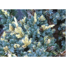 Ялівець лускатий Голден Флейм | Juniperus squamata Golden Flame | Можжевельник чешуйчатый Голден Флейм