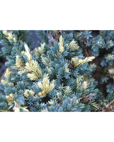 Ялівець лускатий Голден Флейм | Juniperus squamata Golden Flame | Можжевельник чешуйчатый Голден Флейм