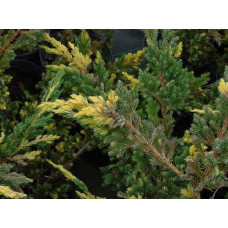 Ялівець лускатий Голден Флейм | Juniperus squamata Golden Flame | Можжевельник чешуйчатый Голден Флейм