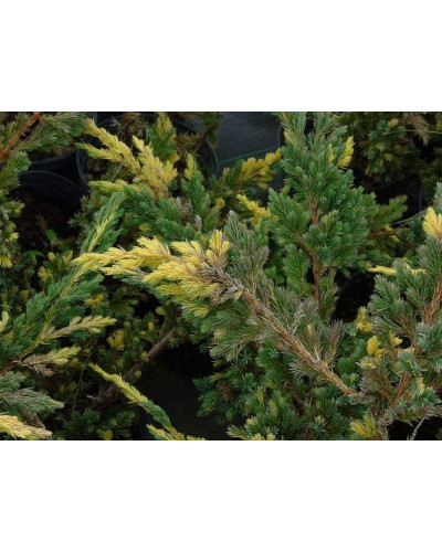 Ялівець лускатий Голден Флейм | Juniperus squamata Golden Flame | Можжевельник чешуйчатый Голден Флейм