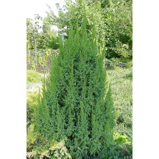 Ялівець лускатий Лодері | Juniperus squamata Loderi | Можжевельник чешуйчатый Лодери
