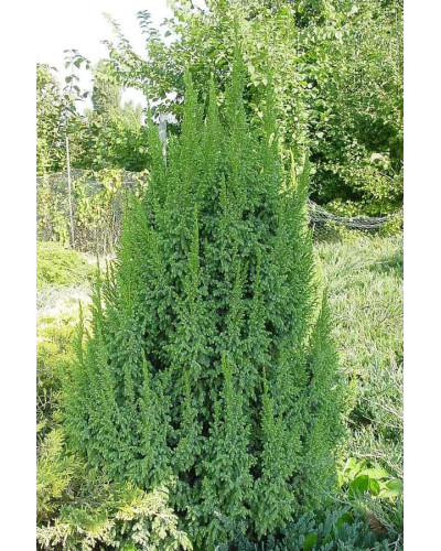 Ялівець лускатий Лодері | Juniperus squamata Loderi | Можжевельник чешуйчатый Лодери
