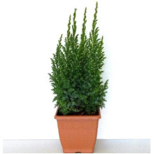 Ялівець лускатий Лодері | Juniperus squamata Loderi | Можжевельник чешуйчатый Лодери