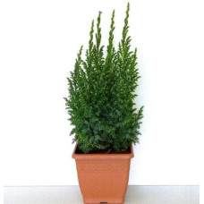 Ялівець лускатий Лодері | Juniperus squamata Loderi | Можжевельник чешуйчатый Лодери
