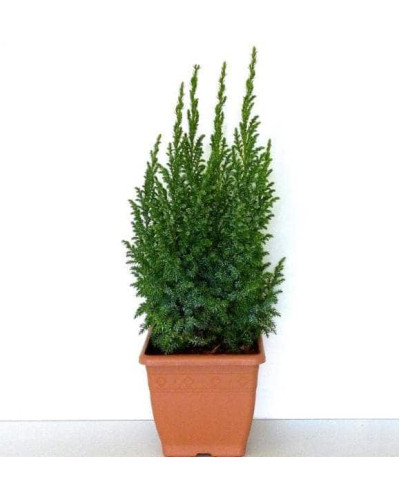 Ялівець лускатий Лодері | Juniperus squamata Loderi | Можжевельник чешуйчатый Лодери