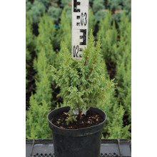 Ялівець лускатий Лодері | Juniperus squamata Loderi | Можжевельник чешуйчатый Лодери