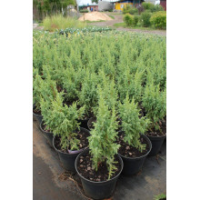 Ялівець лускатий Лодері | Juniperus squamata Loderi | Можжевельник чешуйчатый Лодери
