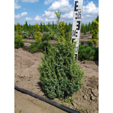 Ялівець лускатий Лодері | Juniperus squamata Loderi | Можжевельник чешуйчатый Лодери