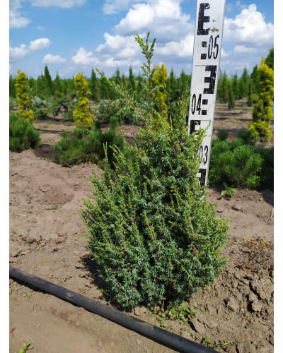 Ялівець лускатий Лодері | Juniperus squamata Loderi | Можжевельник чешуйчатый Лодери