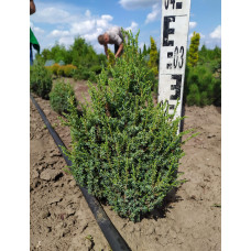 Ялівець лускатий Лодері | Juniperus squamata Loderi | Можжевельник чешуйчатый Лодери