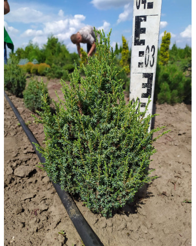 Ялівець лускатий Лодері | Juniperus squamata Loderi | Можжевельник чешуйчатый Лодери