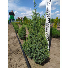 Ялівець лускатий Лодері | Juniperus squamata Loderi | Можжевельник чешуйчатый Лодери