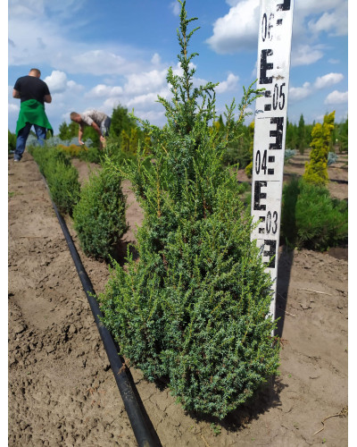 Ялівець лускатий Лодері | Juniperus squamata Loderi | Можжевельник чешуйчатый Лодери