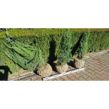 Ялівець лускатий Лодері | Juniperus squamata Loderi | Можжевельник чешуйчатый Лодери