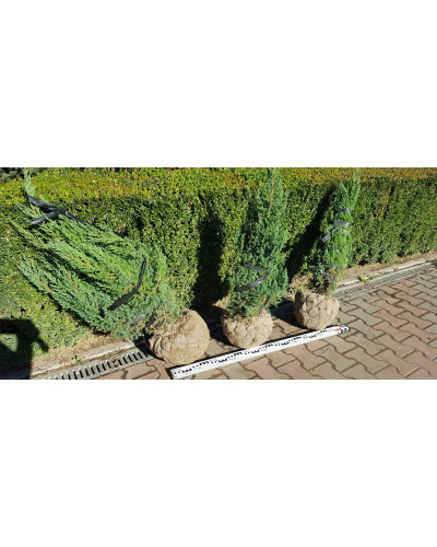 Ялівець лускатий Лодері | Juniperus squamata Loderi | Можжевельник чешуйчатый Лодери