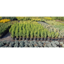 Ялівець лускатий Лодері | Juniperus squamata Loderi | Можжевельник чешуйчатый Лодери