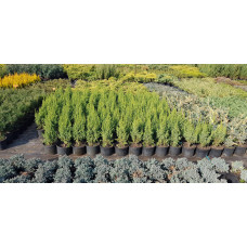 Ялівець лускатий Лодері | Juniperus squamata Loderi | Можжевельник чешуйчатый Лодери