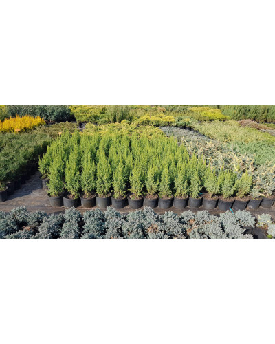 Ялівець лускатий Лодері | Juniperus squamata Loderi | Можжевельник чешуйчатый Лодери