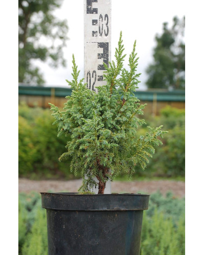 Ялівець лускатий Лодері | Juniperus squamata Loderi | Можжевельник чешуйчатый Лодери