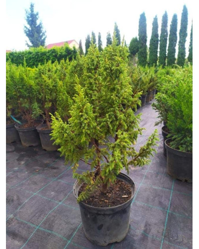 Ялівець лускатий Лодері | Juniperus squamata Loderi | Можжевельник чешуйчатый Лодери