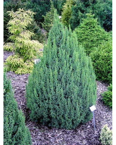 Ялівець лускатий Лодері | Juniperus squamata Loderi | Можжевельник чешуйчатый Лодери