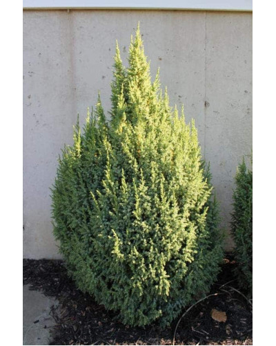 Ялівець лускатий Лодері | Juniperus squamata Loderi | Можжевельник чешуйчатый Лодери