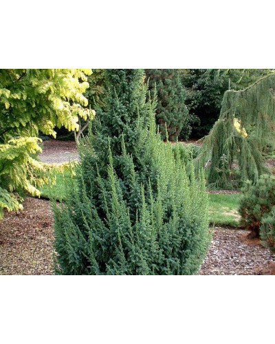Ялівець лускатий Лодері | Juniperus squamata Loderi | Можжевельник чешуйчатый Лодери