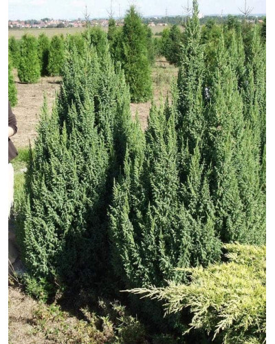 Ялівець лускатий Лодері | Juniperus squamata Loderi | Можжевельник чешуйчатый Лодери