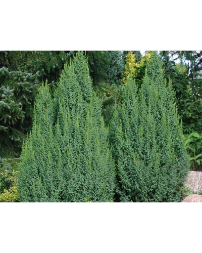Ялівець лускатий Лодері | Juniperus squamata Loderi | Можжевельник чешуйчатый Лодери