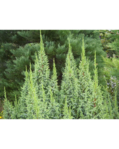 Ялівець лускатий Лодері | Juniperus squamata Loderi | Можжевельник чешуйчатый Лодери