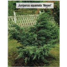 Ялівець лускатий Меєрі | Можжевельник чешуйчатый Мейери | Juniperus squamata Meyeri
