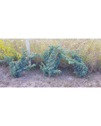 Ялівець лускатий Меєрі | Можжевельник чешуйчатый Мейери | Juniperus squamata Meyeri